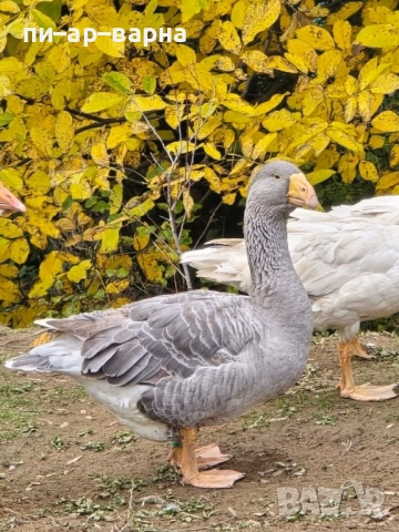 #продажбанаакции #русевхолдингеад #акционернодружество #съкооператори #ферма #фермазакокошки #яйца , снимка 7 - Продажба или споделяне на готов бизнес - 52383178