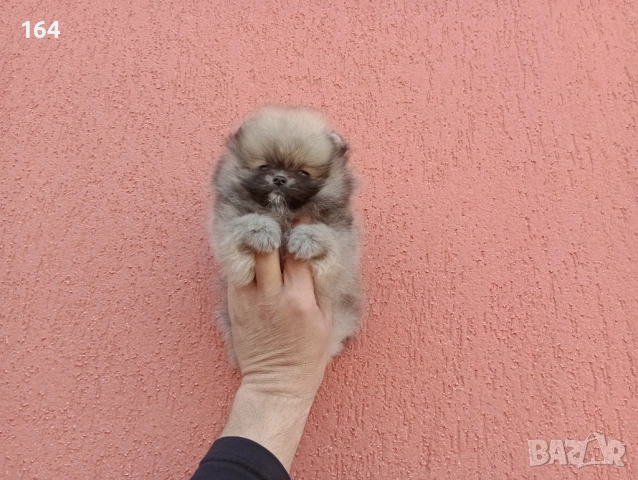 Мини Померан. Реални снимки от 17.03.26 г. Миниатюрно момче. , снимка 3 - Померан - 53911249
