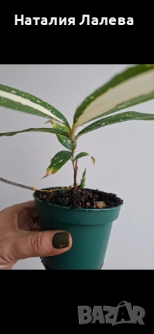Драцена, dracena milky way, снимка 2 - Стайни растения - 53885181