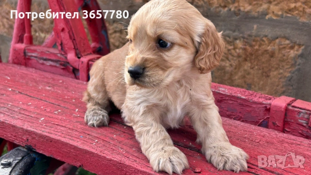 Кокер шпанол, снимка 3 - Кокер шпаньол - 53756364