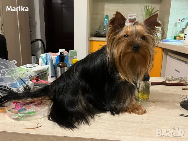 Мини йоркширски териер за разплод, снимка 2 - Йоркширски териер - 49793325