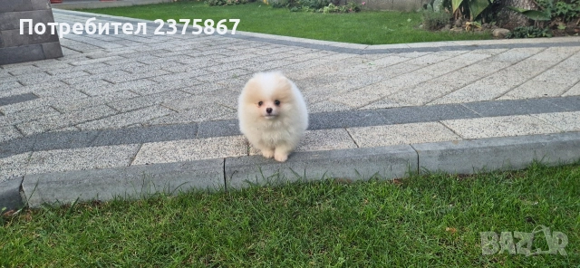 Мъжко померанче,померан, снимка 5 - Померан - 52774921