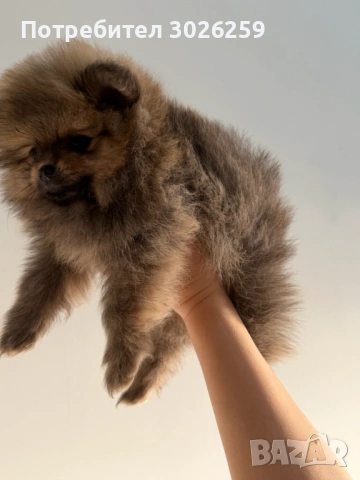  Померанчета на 2 месеца