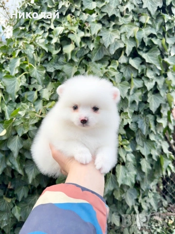 Померан мини момче. Померанче, снимка 4 - Померан - 53391837