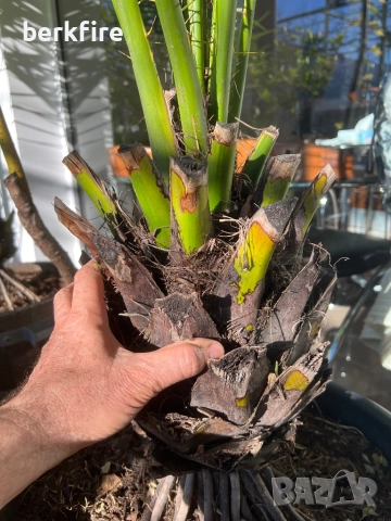 Финикова Палма 