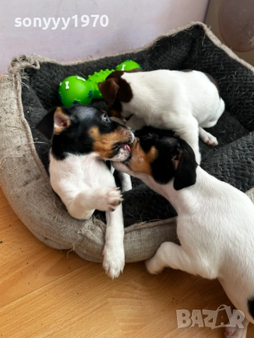 ДЖАК С ВАКСИНА И ПАСПОРТ-ДВА МЕСЕЦА 2210250743, снимка 7 - Джак ръсел териер - 52138533