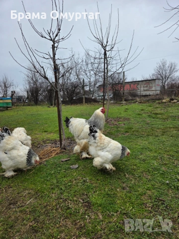 Продавам разплодни яйца от Колумбийска [Light Brahma]