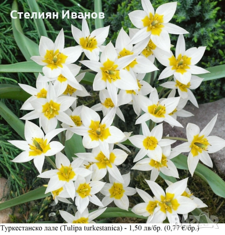 Туркестанско лале (Tulipa turkestanica) - луковици