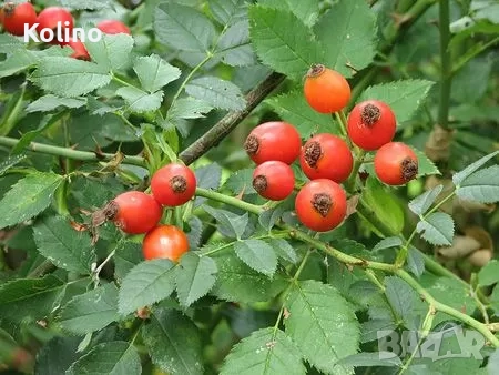 Домашен шипков мармалад, снимка 2 - Домашни продукти - 51566896