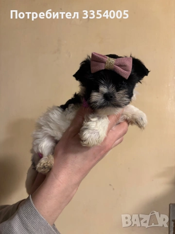 Женско мини йорки , снимка 2 - Йоркширски териер - 53650157