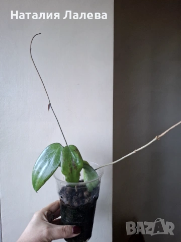 Хоя, hoya cinnamomifolia, снимка 4 - Стайни растения - 53294412