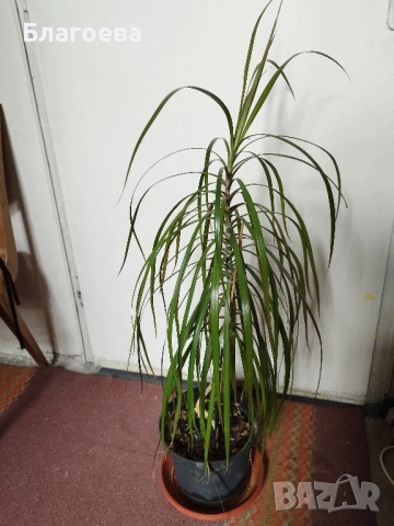 Палма , снимка 3 - Стайни растения - 51125048