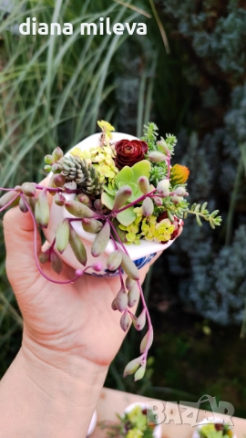 Гърнета аранжирани със сукуленти!, снимка 4 - Декорация за дома - 52496408
