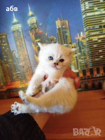 Британски сребърни чинчили , снимка 3 - Британска късокосместа - 54100160