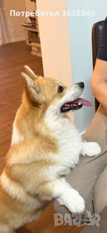 Уелско корги пембрук, снимка 2 - Други - 53725968