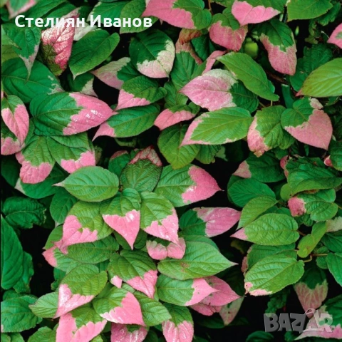 Вариегатно, самоопрашващо се, зелено голо киви (Actinidia arguta 'Dr. Szymanowski'), снимка 3 - Градински цветя и растения - 54015906