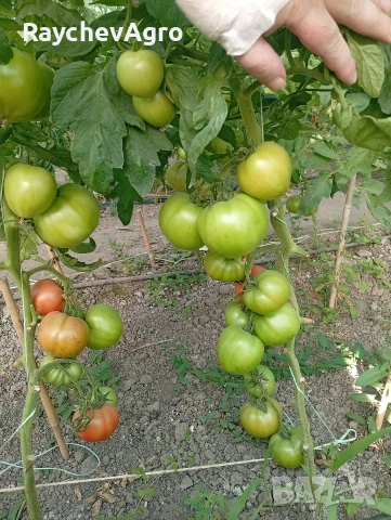 Семена, селски домати и др!, снимка 9 - Сортови семена и луковици - 53701787