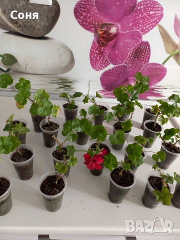 Тъмно червени сакъзи, снимка 5 - Градински цветя и растения - 53689994