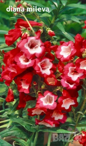 Пенстемон червен,Penstemon polaris Red, студоустойчив, снимка 2 - Градински цветя и растения - 54093426