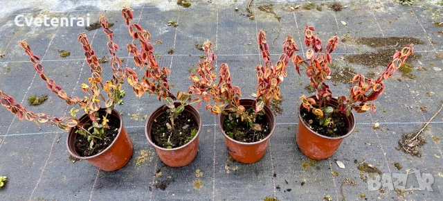 Euonymus fortunei ‘Emerald Gold’, снимка 4 - Градински цветя и растения - 53686449