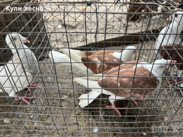 Пощи на капак гълъби , снимка 8 - Гълъби - 52455778