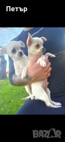 чихуахуа момче и момиче, снимка 10 - Чихуахуа - 52470564