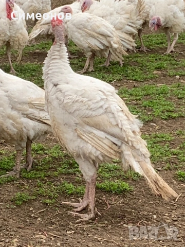 Пуйки , снимка 3 - Кокошки и пуйки - 53830036