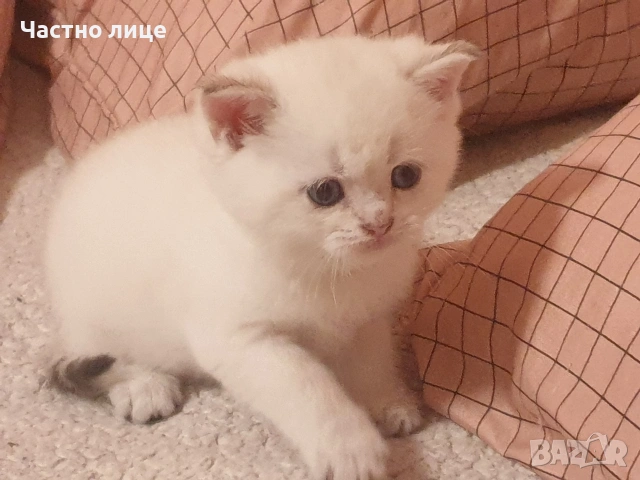 Шотландско коте златна чинчила колор поинт, снимка 5 - Чинчили - 53951865