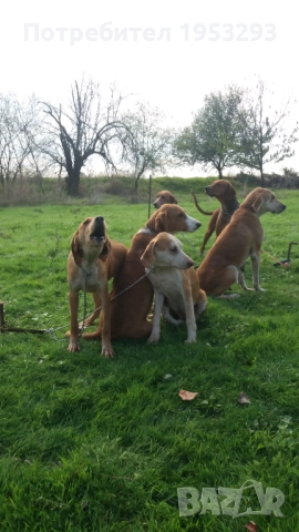 Гончета  елитни обучени за лов , снимка 3 - Гонче - 52141587