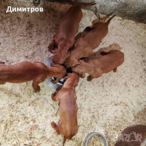 Дакелчета , снимка 3 - Дакели - 53222666