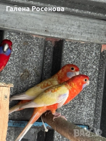 Пенантови розели, снимка 7 - Папагали - 51472697