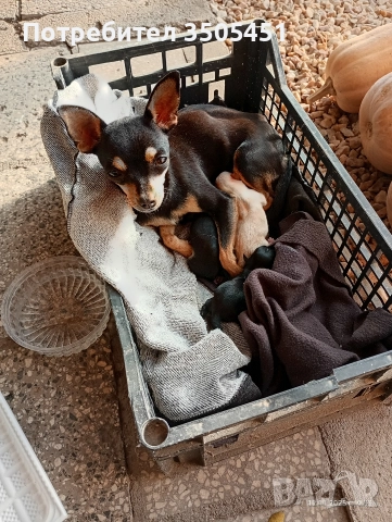 чихопинчерче мъжко , снимка 4 - Чихуахуа - 52832488