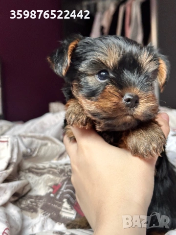 Йоркшир , снимка 3 - Йоркширски териер - 53721359