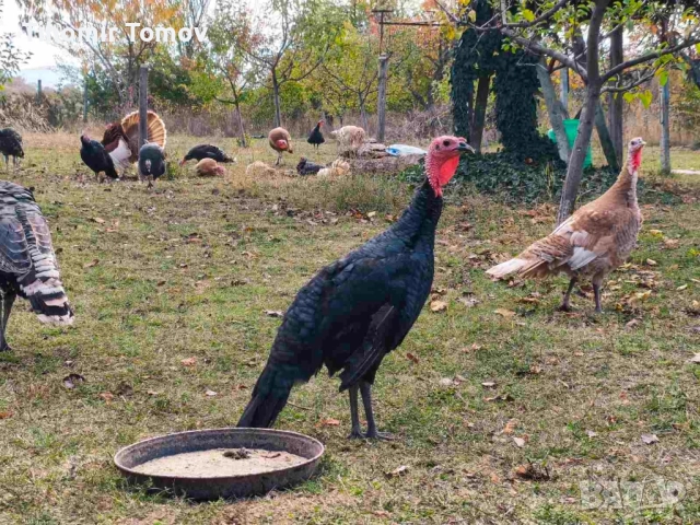 продавам пуйки пуяци , снимка 5 - Кокошки и пуйки - 52247314