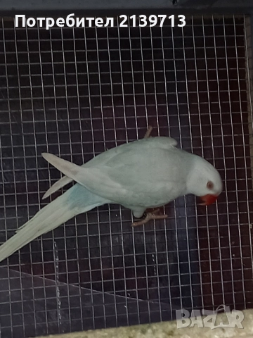 Продавам папагал Малък Александър , снимка 3 - Папагали - 52448376
