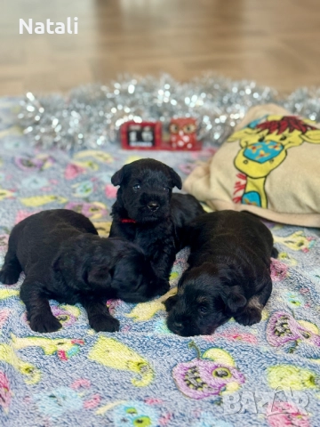 🐶 Малки съкровища търсят своя дом 🐾, снимка 8 - Други - 52828955