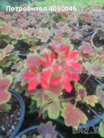 Мушкато, снимка 3 - Градински цветя и растения - 52101925