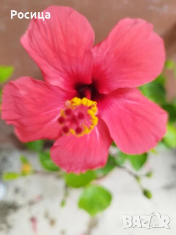 китайска роза 