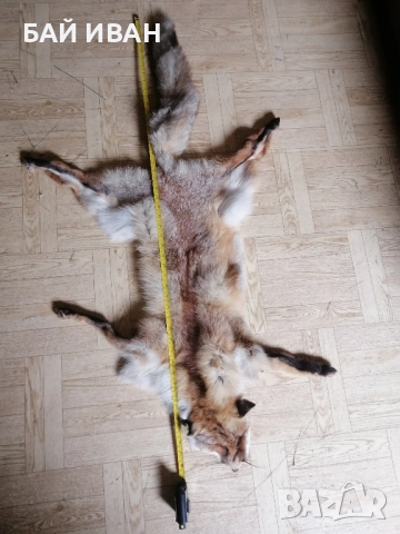 КОЖА ОТ ЛИСИЦА , снимка 5 - Други животни - 52121490