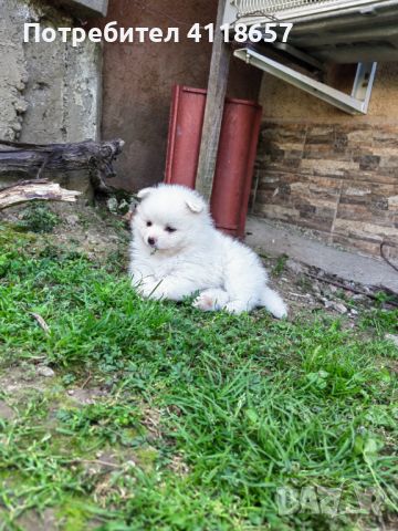 Продават се малки кученца порода Мини Шпиц, снимка 9 - Други - 46041633
