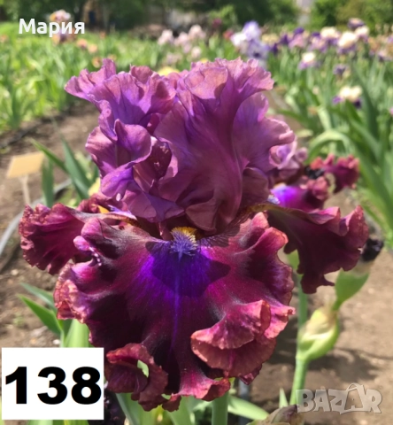 Сортови вискоки ириси /брадати ириси, снимка 5 - Градински цветя и растения - 51459181