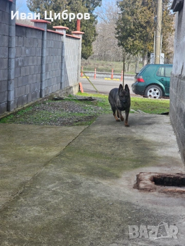 Сива немска овчарка 