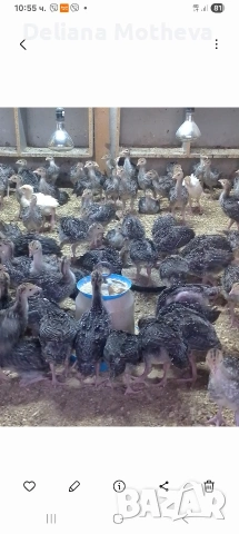 Малки пуйчета , снимка 2 - Кокошки и пуйки - 54174238