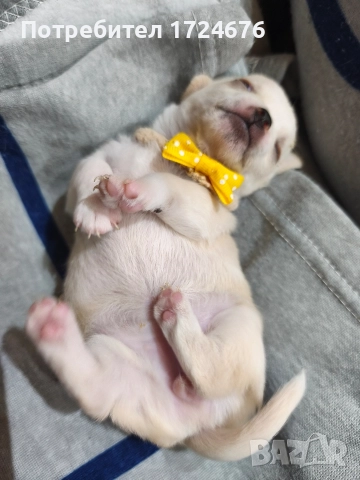 мини чихуахуа, снимка 11 - Чихуахуа - 52731439