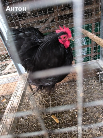 свободни петлета джинки., снимка 7 - Кокошки и пуйки - 53458445