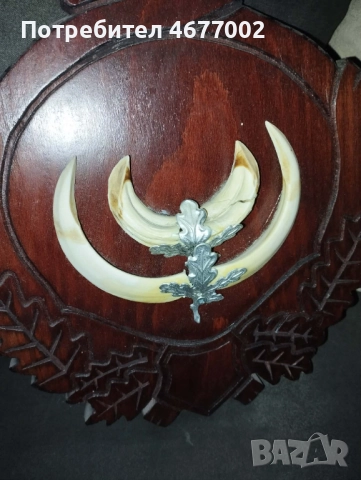 Глиги от диво прасе, снимка 3 - Антикварни и старинни предмети - 52828264