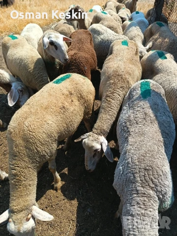 Свободни овце , снимка 1