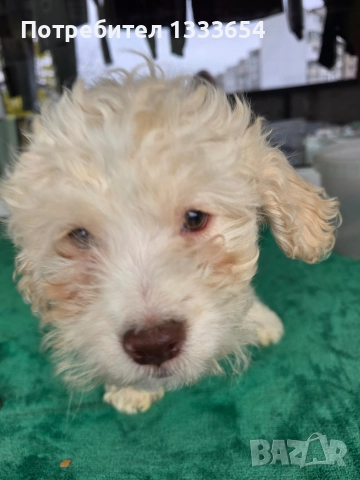 Лагото Романьоло, снимка 7 - Други - 52683367