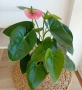Антуриум , снимка 1
