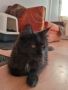 Черна и Синя Мейкуни котета, женски, зрели, НЕ кастрирани! Сребрист, мъжки, НЕ кастриран! , снимка 1 - Мейн кун - 45388711